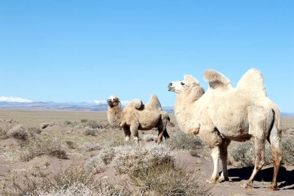 Camel 600x400 098