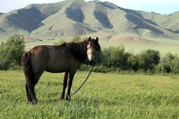 mongolia horses 030