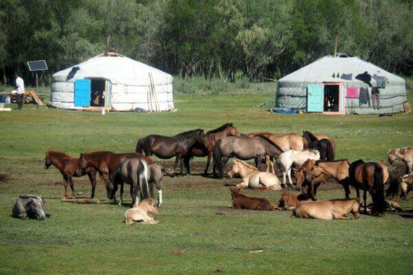 mongolia horses 080