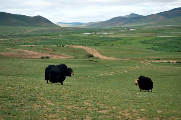 mongolian yaks 013